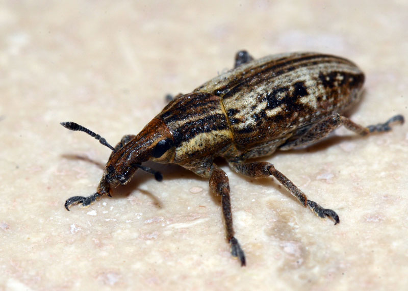 Curculionide da identificare - Mecaspis cf. alternans
